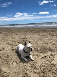 High angle view of dog on beach