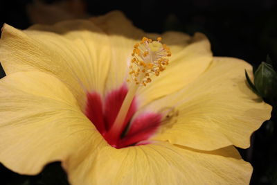 Close-up of yellow hibiscus flower