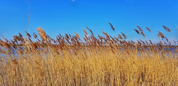 Scenic view of field against clear blue sky