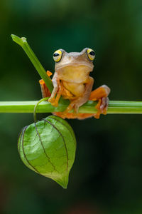 Close-up of frog on leaf