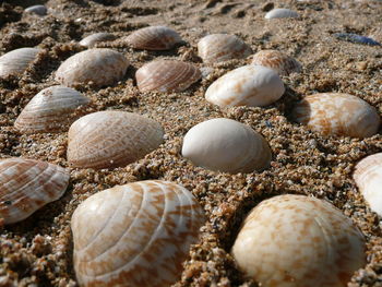 Close-up of seashells on beach