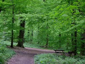 Pathway along trees in forest