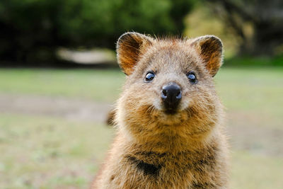 Close-up portrait of quokka on field