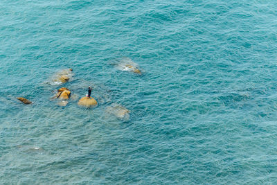 High angle view of ducks swimming in sea