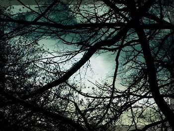 Low angle view of bare trees against sky