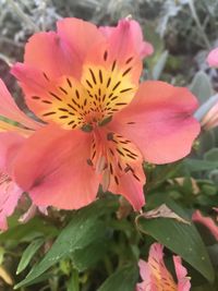 Close-up of pink flower