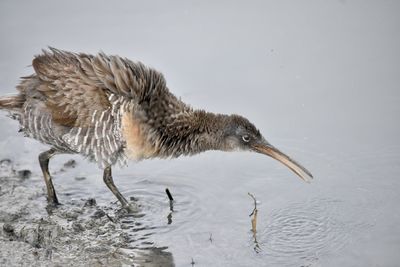 Side view of a bird on beach