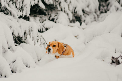 Dog on snow covered land