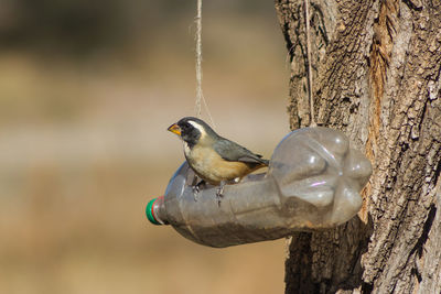 Close-up of bird perching on tree