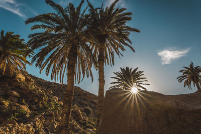 Low angle view of palm trees against sky