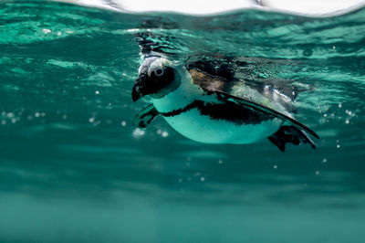 Close-up of duck swimming in sea