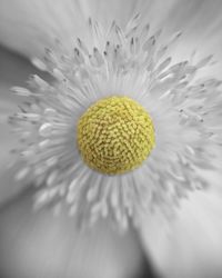Macro shot of yellow flower