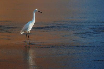 Gray heron perching on shore at beach during sunset