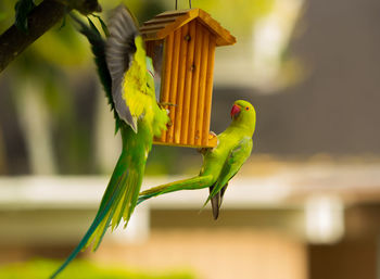 Close-up of bird perching on plant