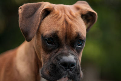 Close-up portrait of dog looking at camera