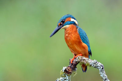 Close-up of bird perching on branch