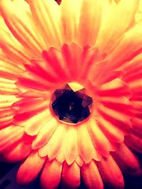 Close-up of yellow flower