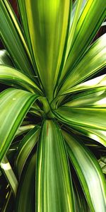 Full frame shot of palm tree