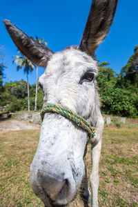 Close-up of donkey against blue sky on sunny day