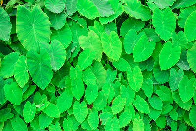 Full frame shot of green leaves