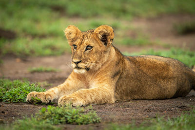 Close-up of lion cub lying staring left