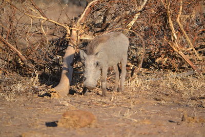 View of two drinking water in a forest