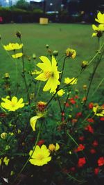 Close-up of yellow flower