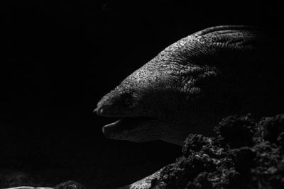 Close-up of turtle against black background