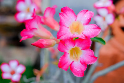 Close-up of pink flowering plant