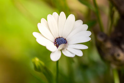 Close-up of white flower