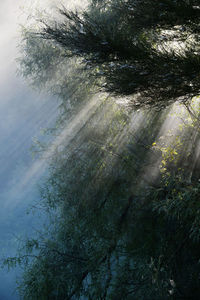 Low angle view of sunlight streaming through trees in forest