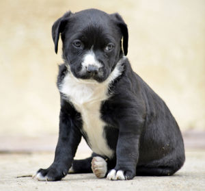 Portrait of puppy sitting outdoors