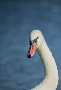 Close-up of swan swimming on lake