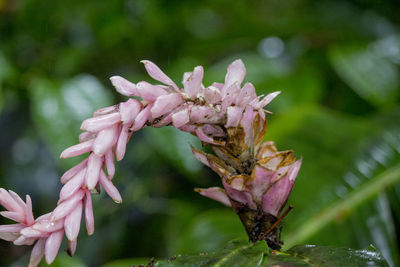 Close-up of flowers