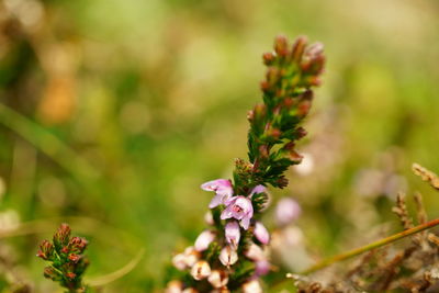 Close-up of purple flowering plant