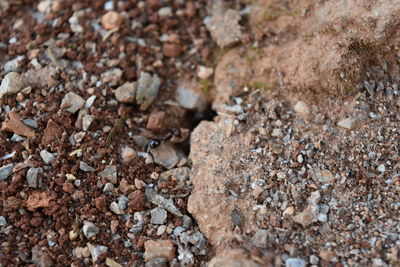 Full frame shot of pebbles on field