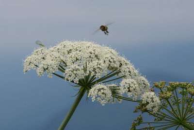 Low angle view of white flowers