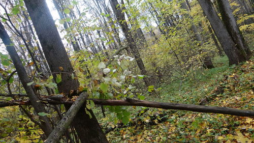 View of trees in the forest