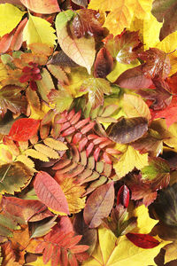 Full frame shot of autumnal leaves