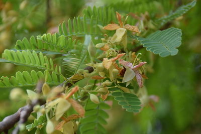 Close-up of insect on plant