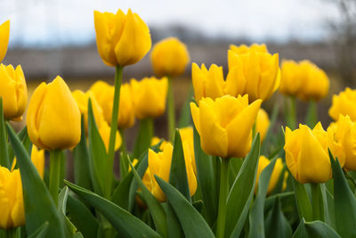 Close-up of yellow tulips