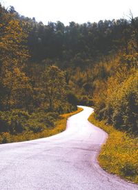 Road amidst trees in forest