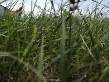 Close-up of crops growing on field