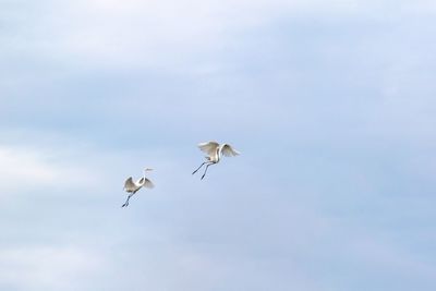 Low angle view of birds flying in sky