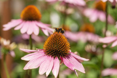 Close-up of honey bee pollinating on pink flower