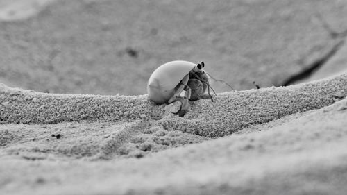 Close-up of hermit crab at beach