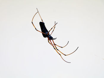 Close-up of insect on white background