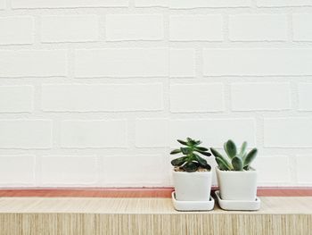 Close-up of potted plant against white wall