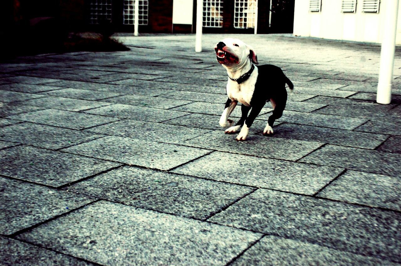 pets, dog, domestic animals, animal themes, one animal, mammal, full length, building exterior, paving stone, cobblestone, street, footpath, sitting, sidewalk, built structure, sunlight, outdoors, day, architecture, pet leash