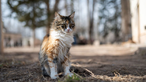 Portrait of a cat on field